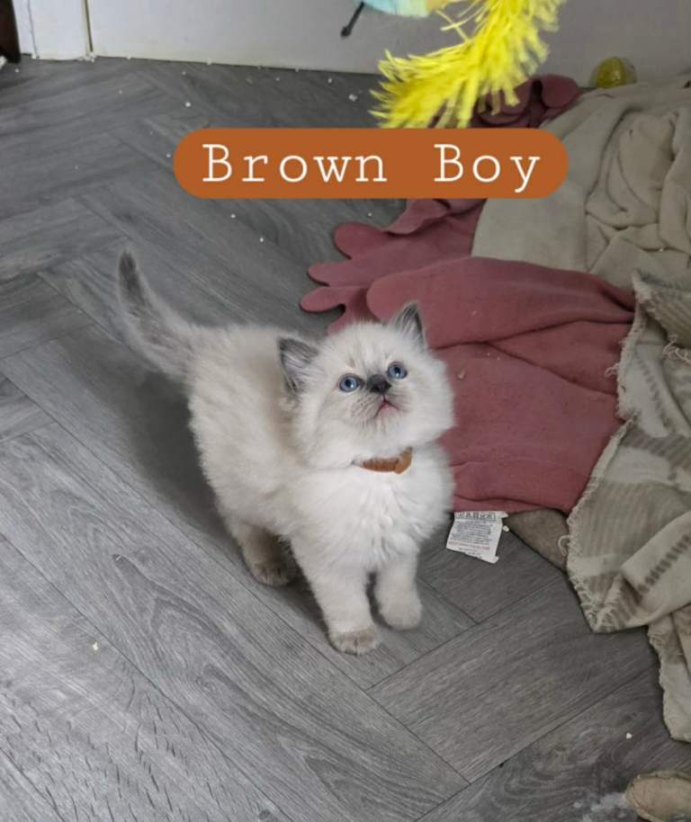 7 beautiful pure ragdoll kittens 