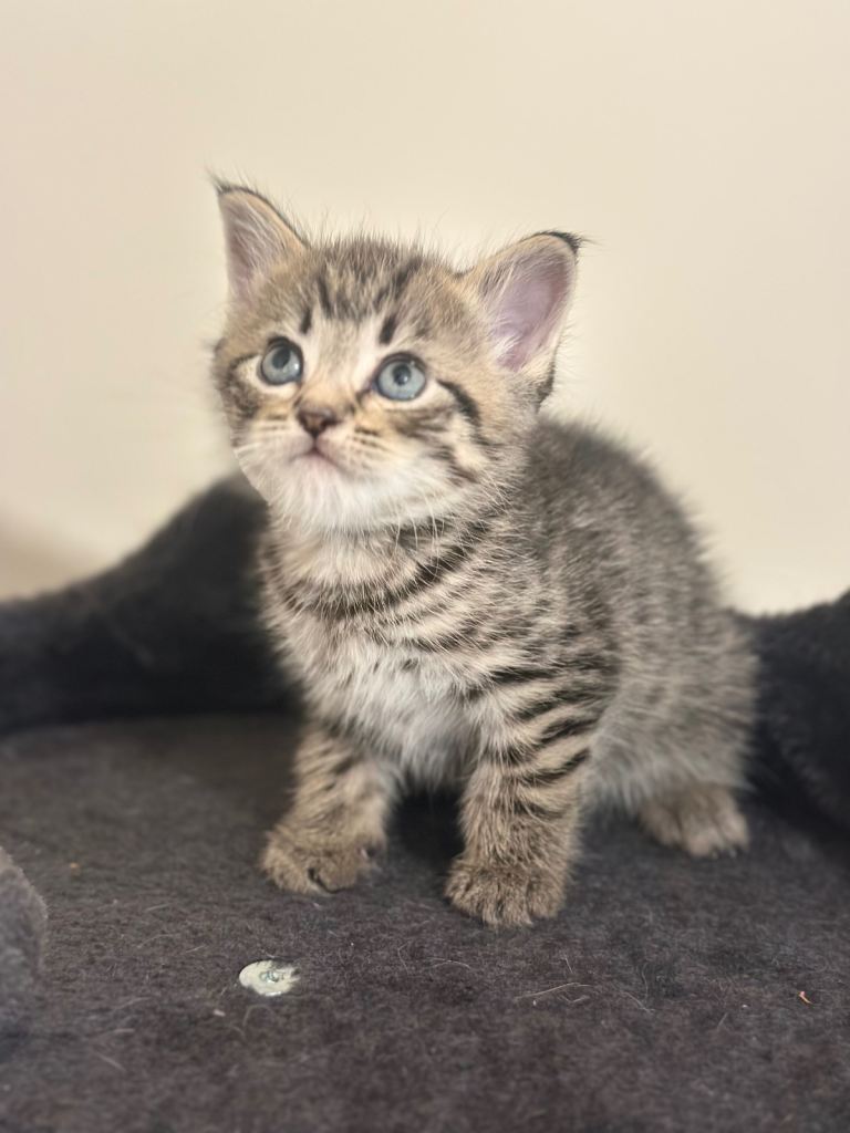 Kittens ready 11th July 