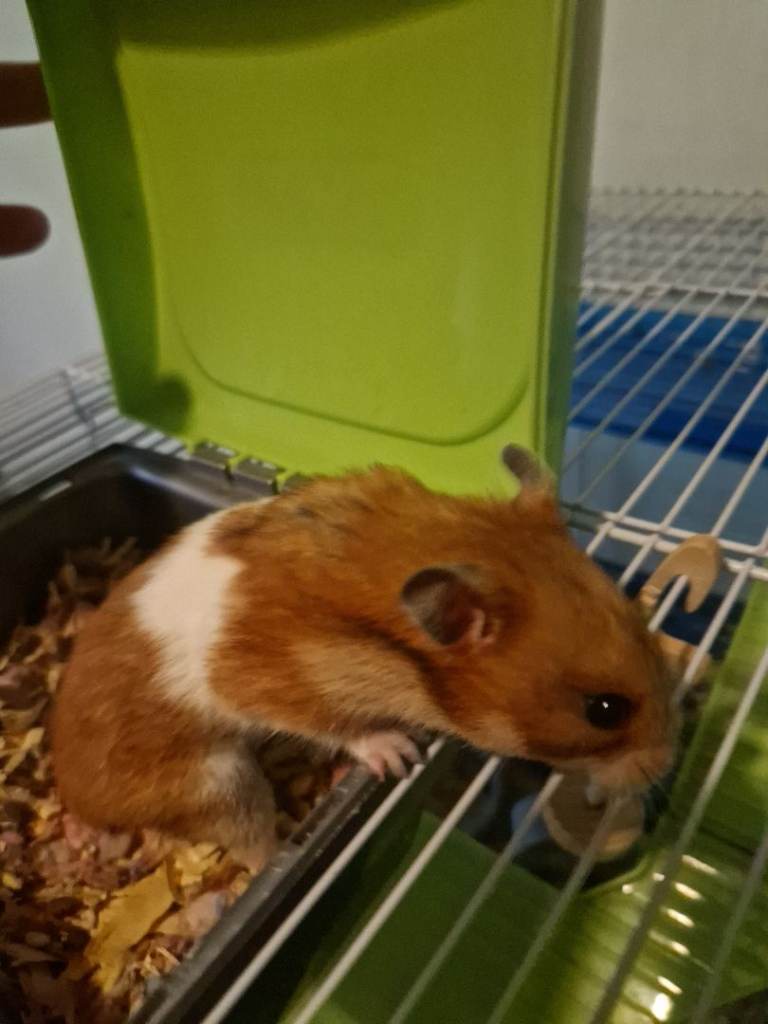 Hamster with Cage with Accessories