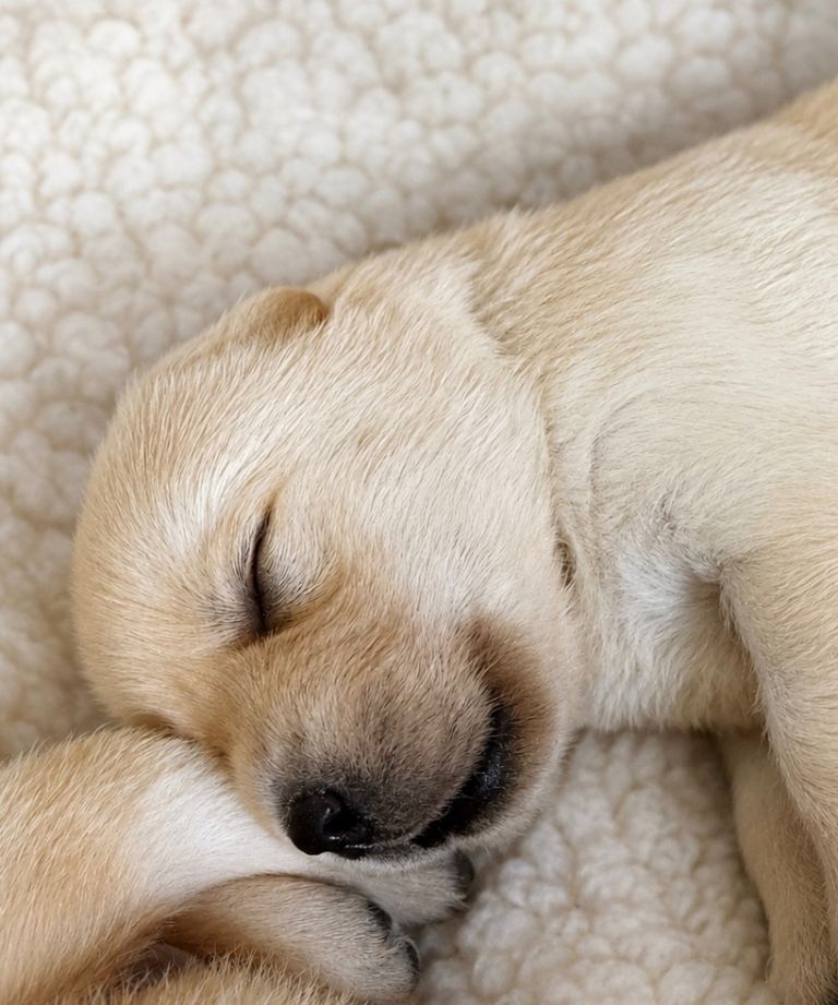 Show bred KC registered Labrador puppies