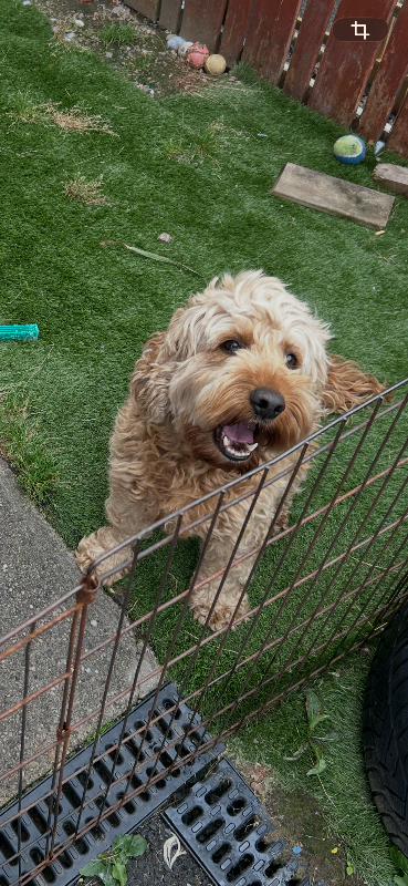 4 year old Cockapoo