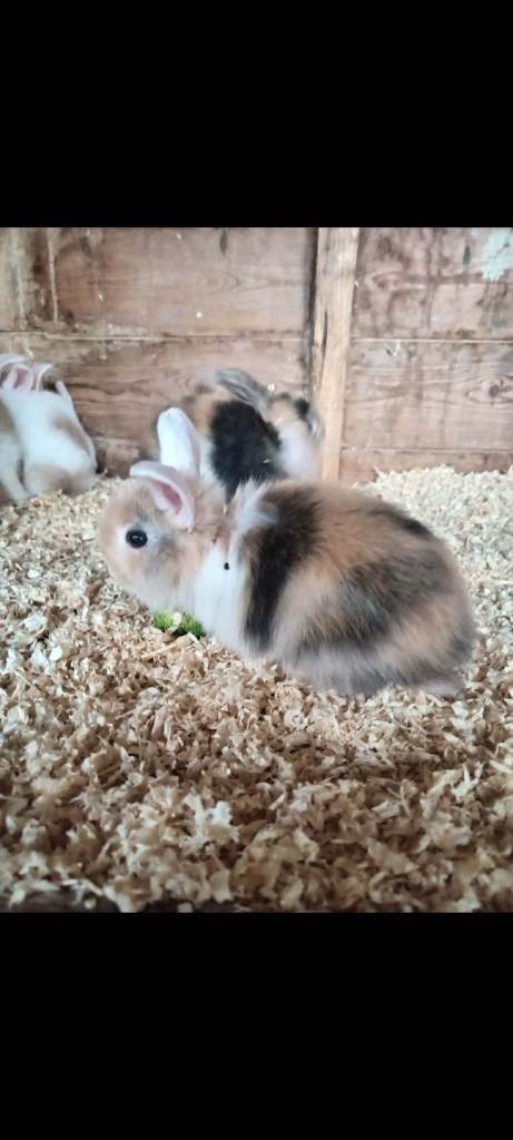 Baby lops