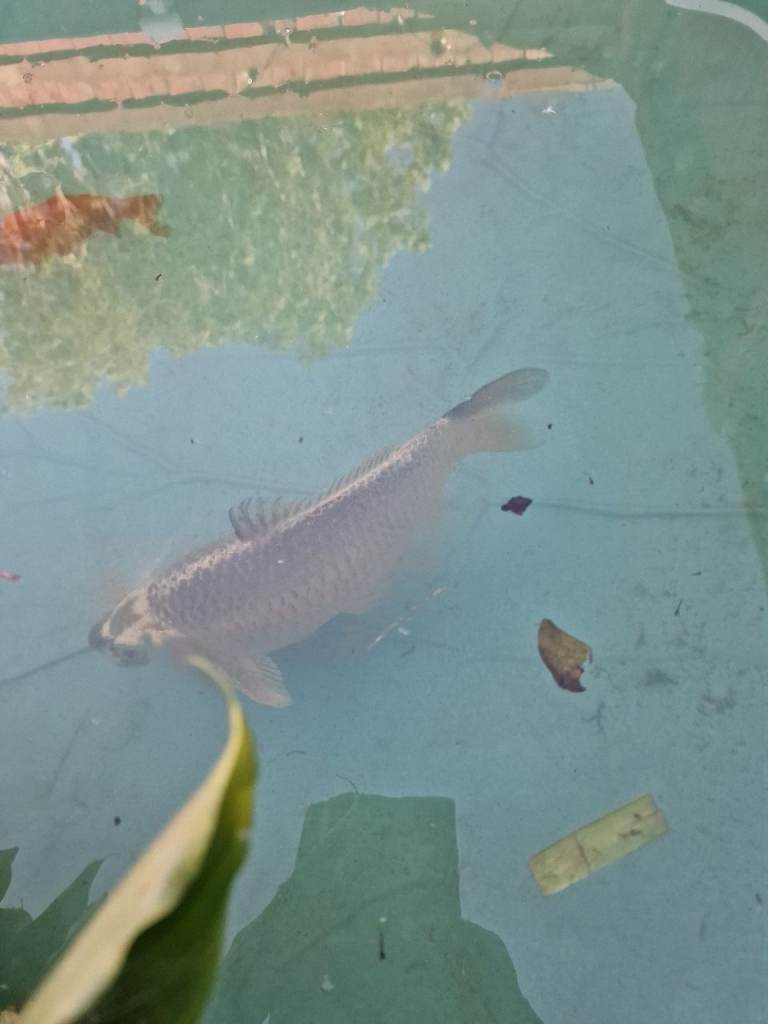 Koi and gold fish 