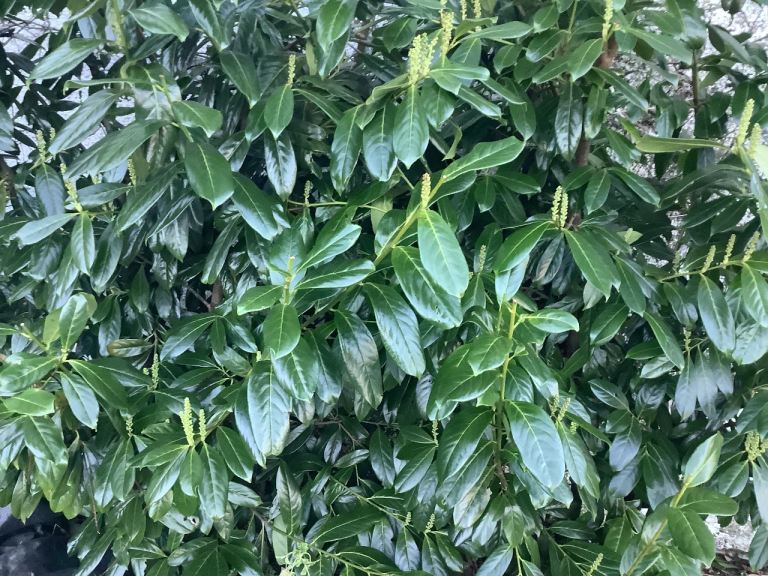 6 ft  NOVITA LAUREL HEDGING PLANTS.   £20-00