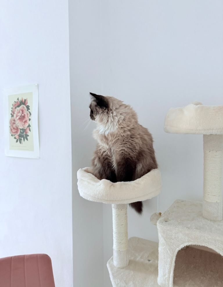 Cat tree multilevel