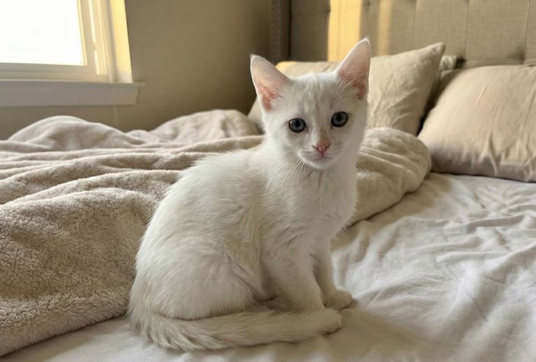 Kittens ready for new home