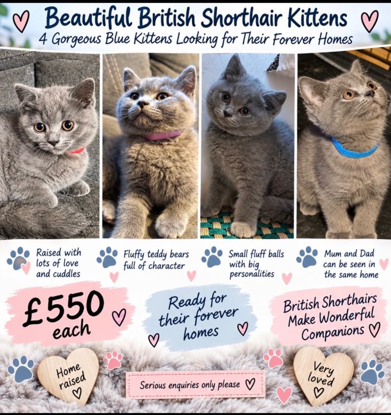 💙 Adorable Blue British Shorthair Kittens 💙
