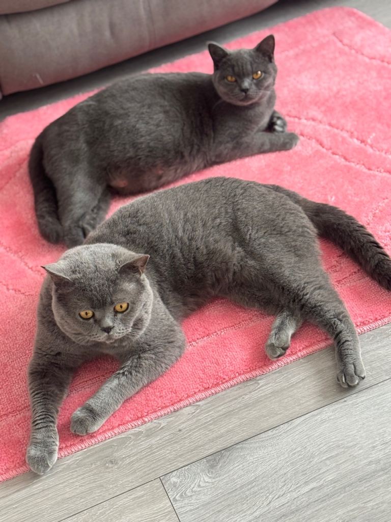 Stunning British Shorthair kittens 🐱 