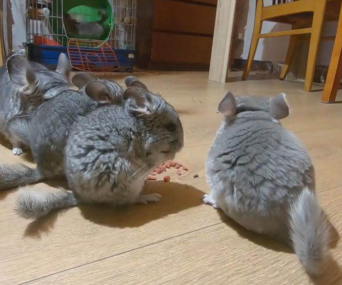 Chinchilla Kits
