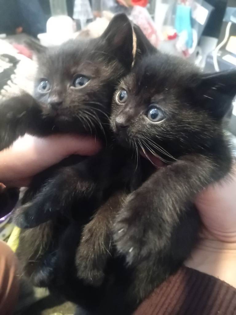 3 Beautiful kitten ready to go male and females 