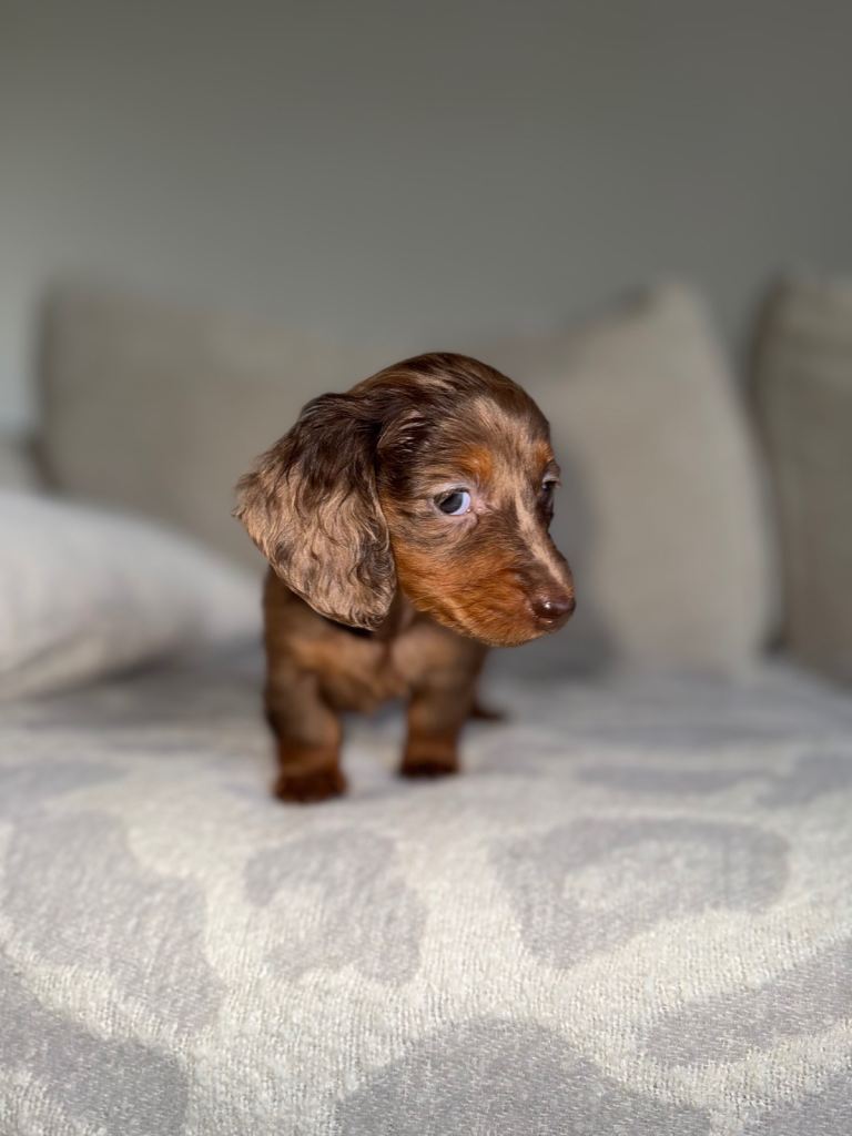 Long haired miniature dachshunds 