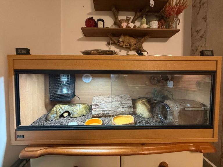 Leopard gecko + Full Setup 