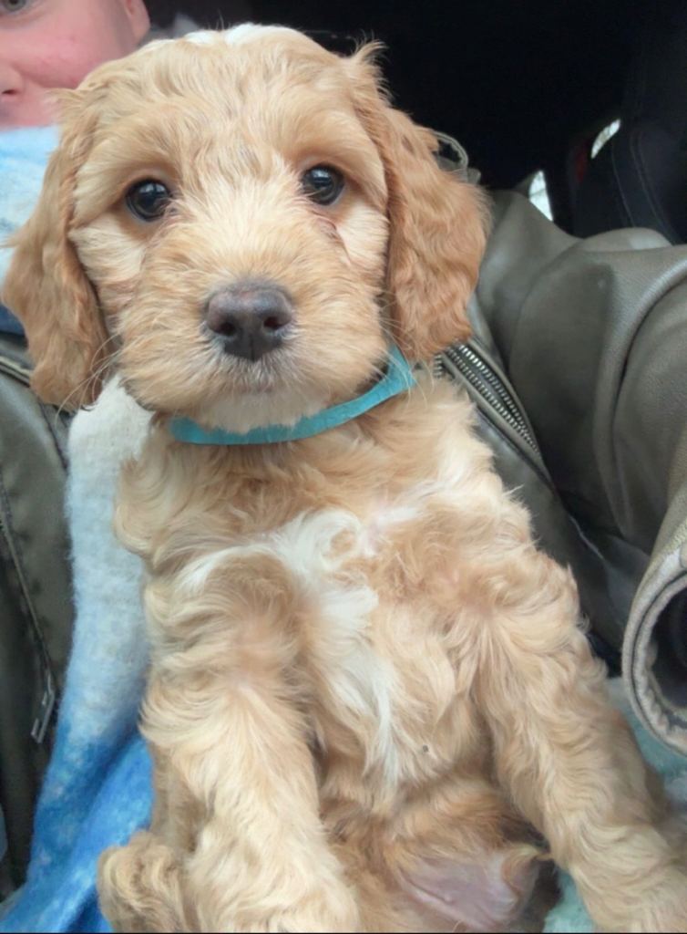 Cockapoo puppies 