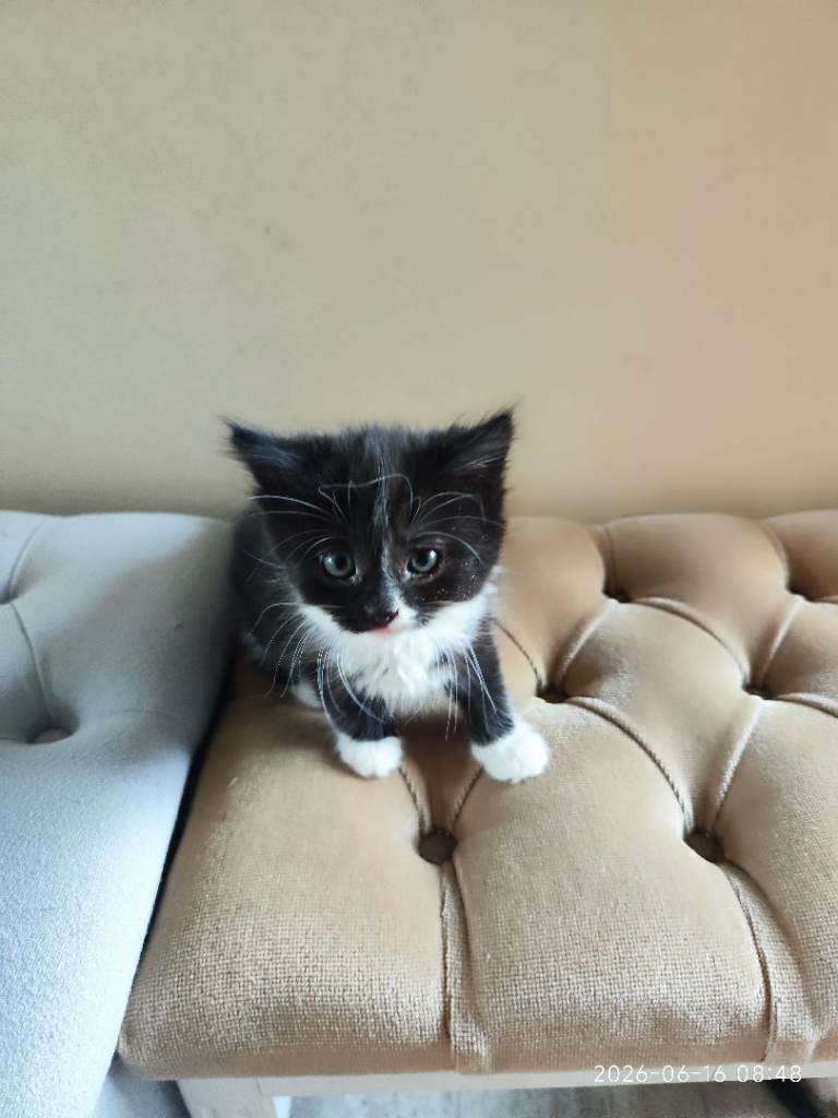 Kitten 