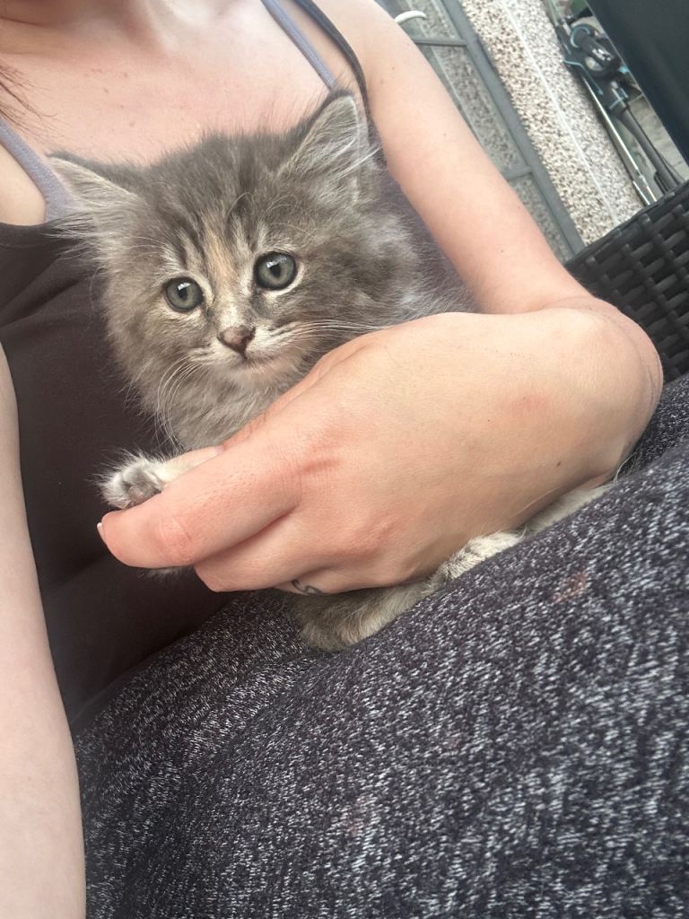 Kittens