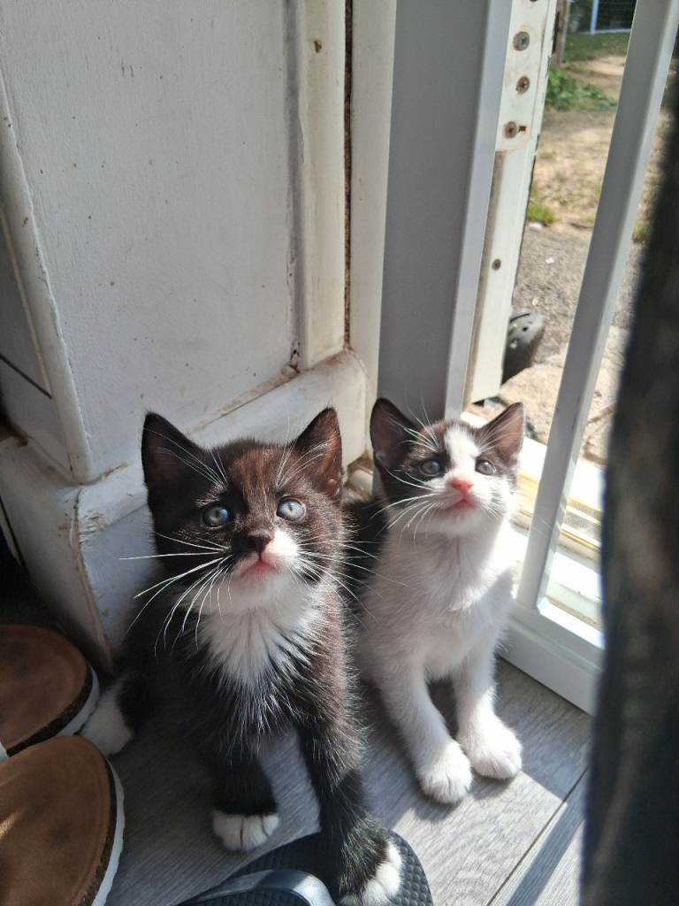 READY NOW! 2 Kittens Left 