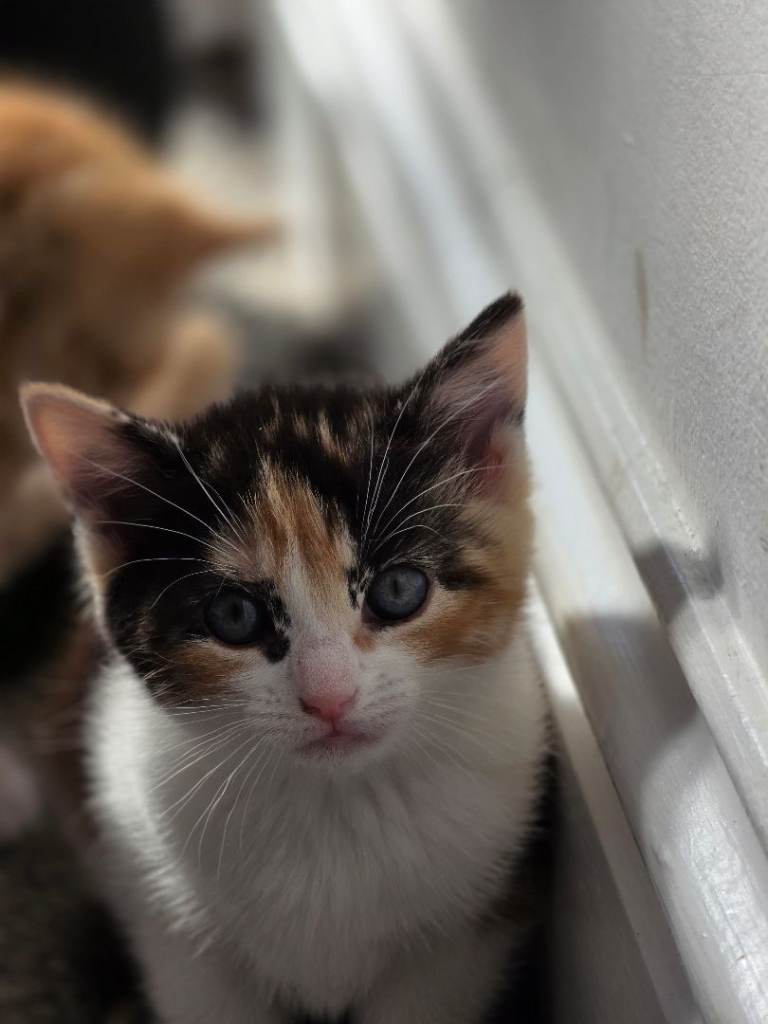 🌸 Adorable Female Kitten Looking for a Loving Home 🌸