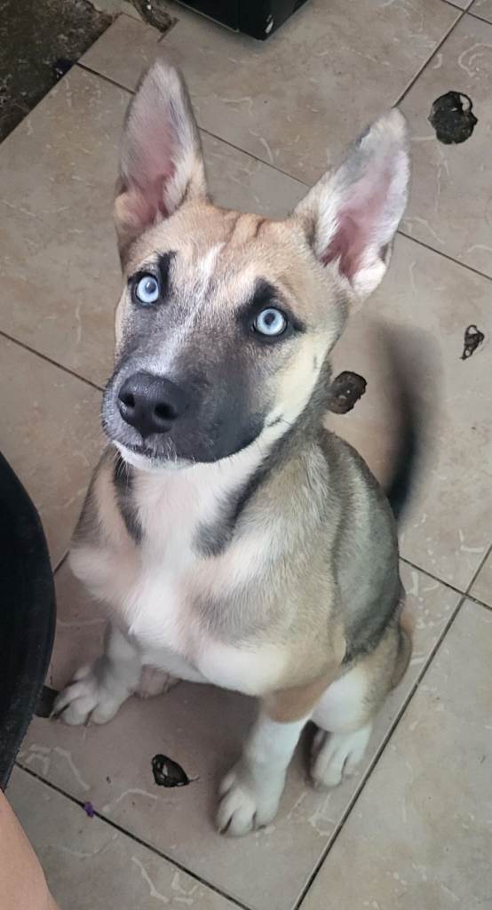 Husky akita mix 