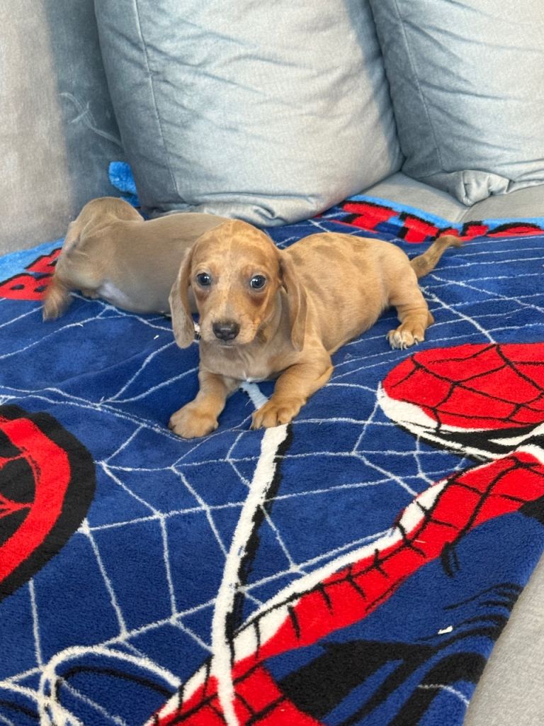Miniature dachshund puppies!!