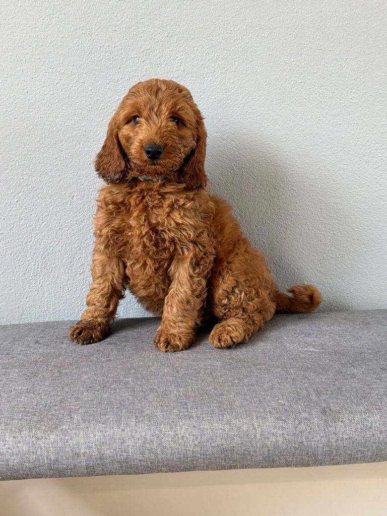 Cockapoo pups