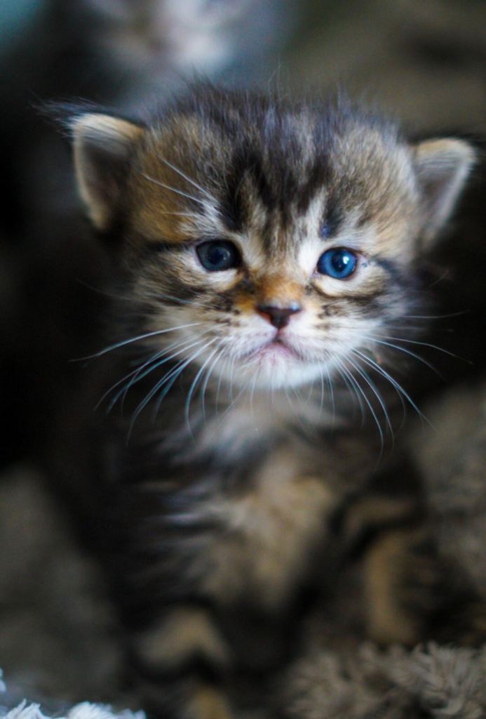Full breed Mainecoon kittens ready 1st December 