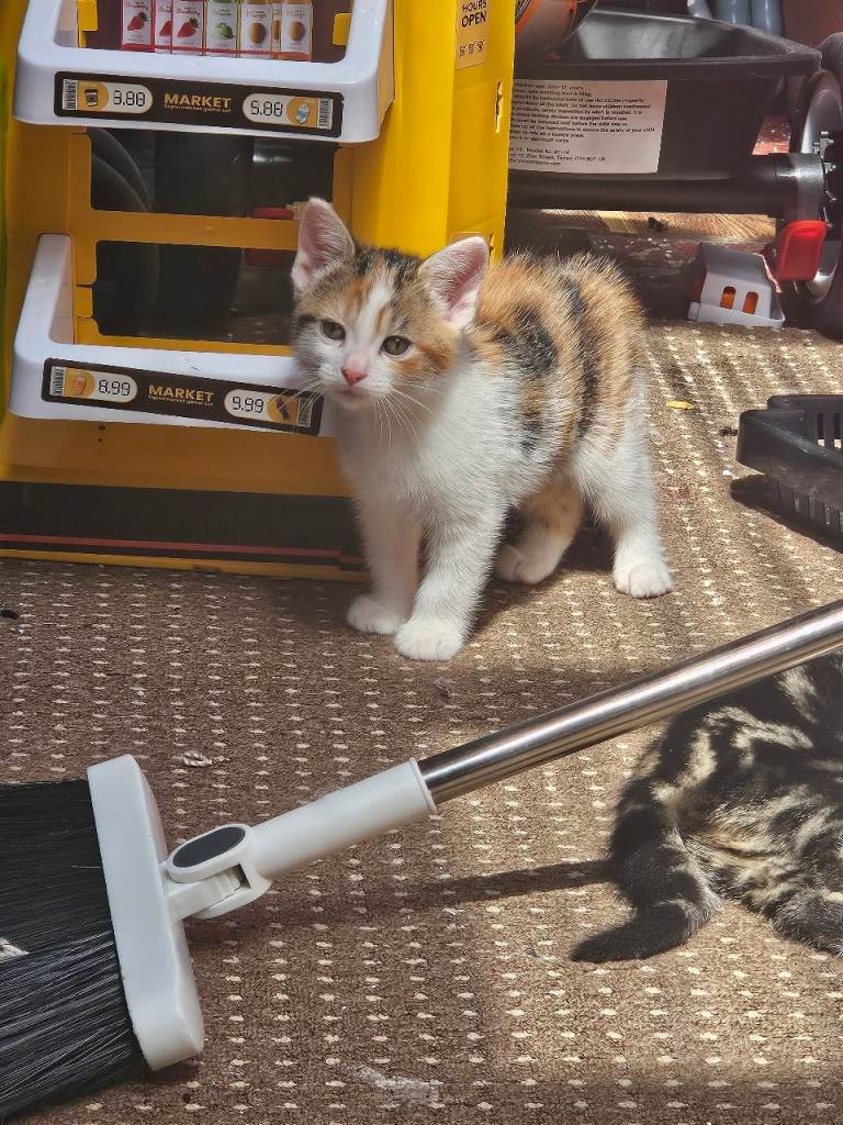 Kittens 