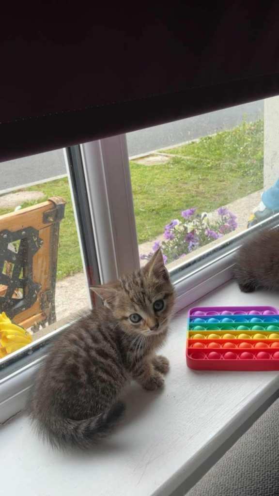 2 male kittens black one fluffy