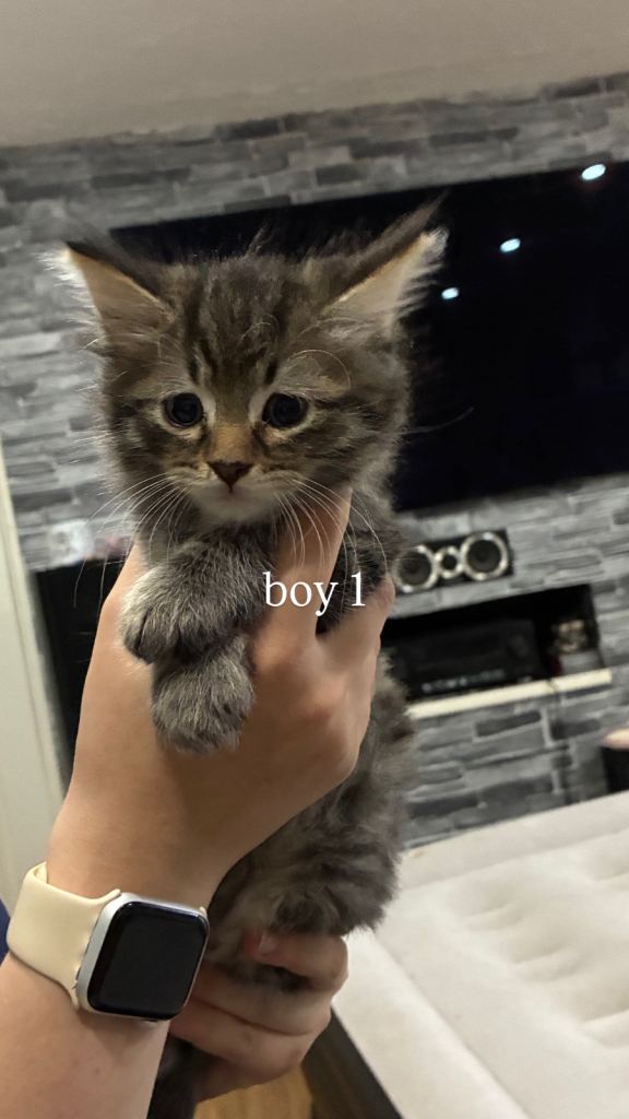 kittens for sale
