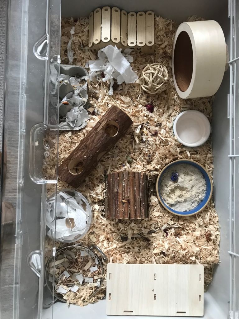 Fully tame Syrian hamster 🐹