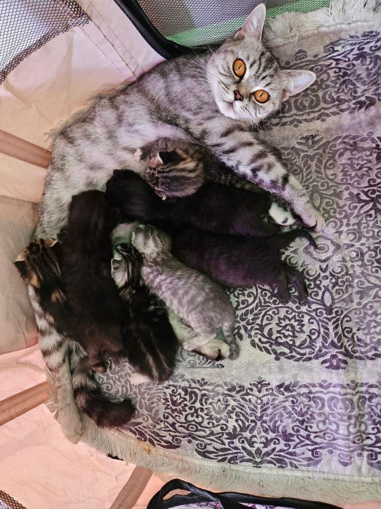 Little beautiful British Shorthair mixed litter