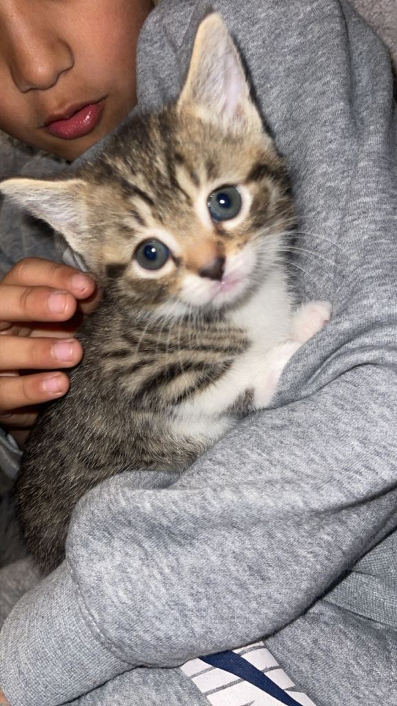 Kittens!! Bengal mix