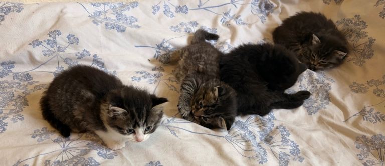 Cute kittens for sale 