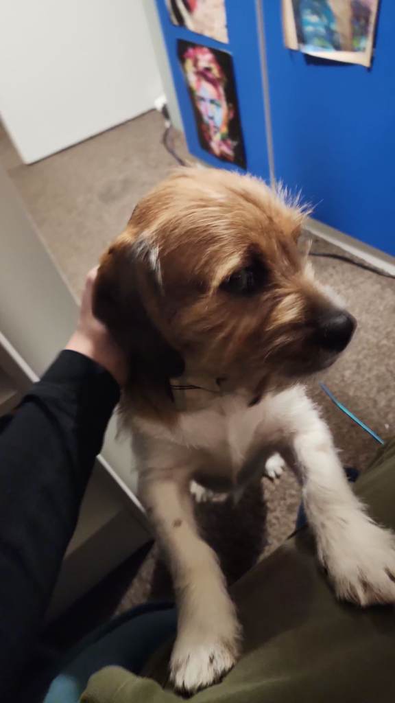 Beautiful 5 month old shweenie. Shitzu/dachshund 