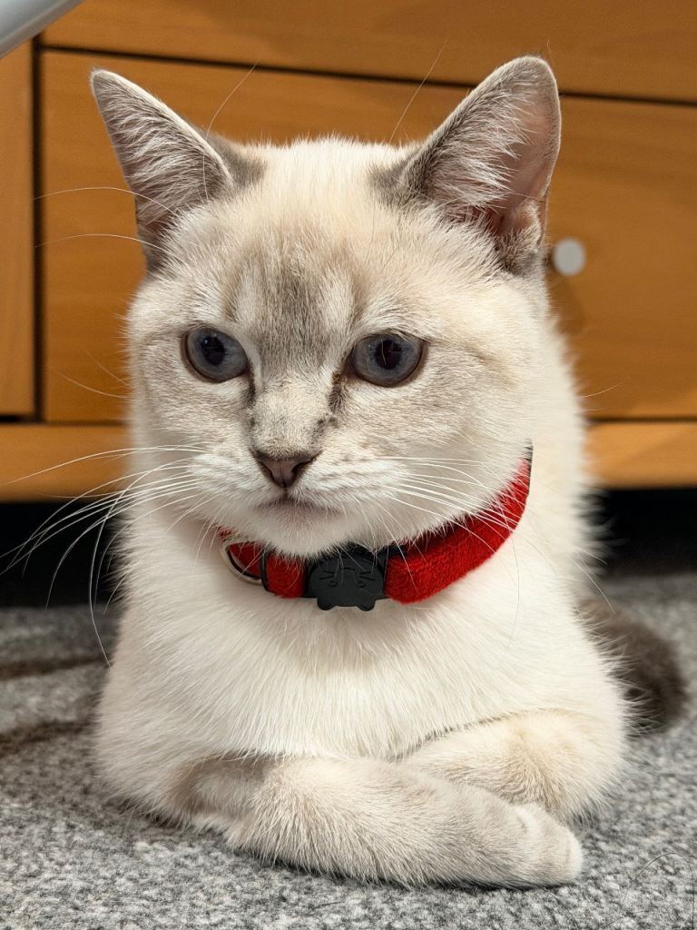 Female half ragdoll 8 month old