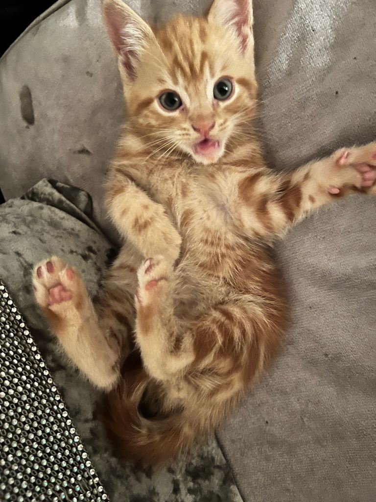 I’ve got 1 male ginger kitten left 