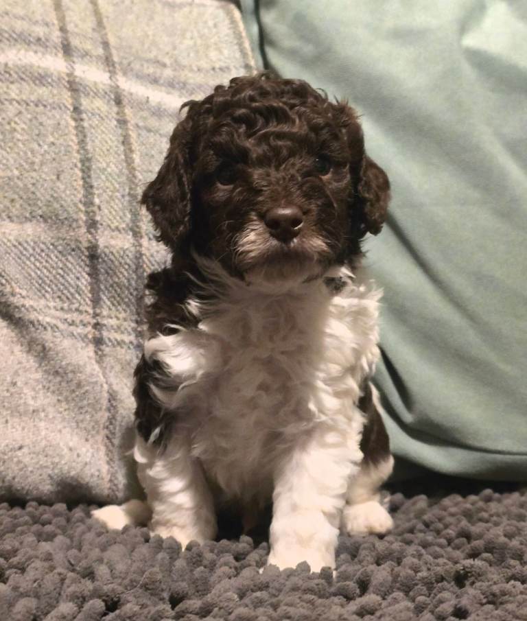 2 boys available Beautiful F1b cockapoos