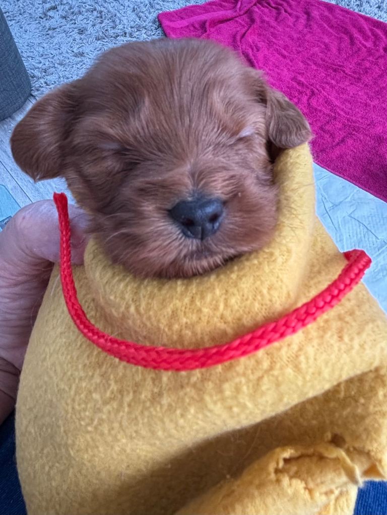 Cockapoo Puppies  