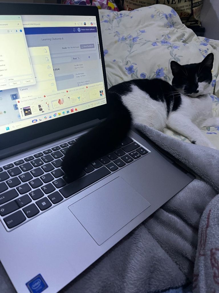 Ollah wants a forever home.