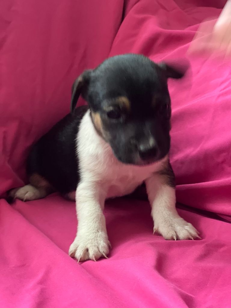 Jack russell puppies 