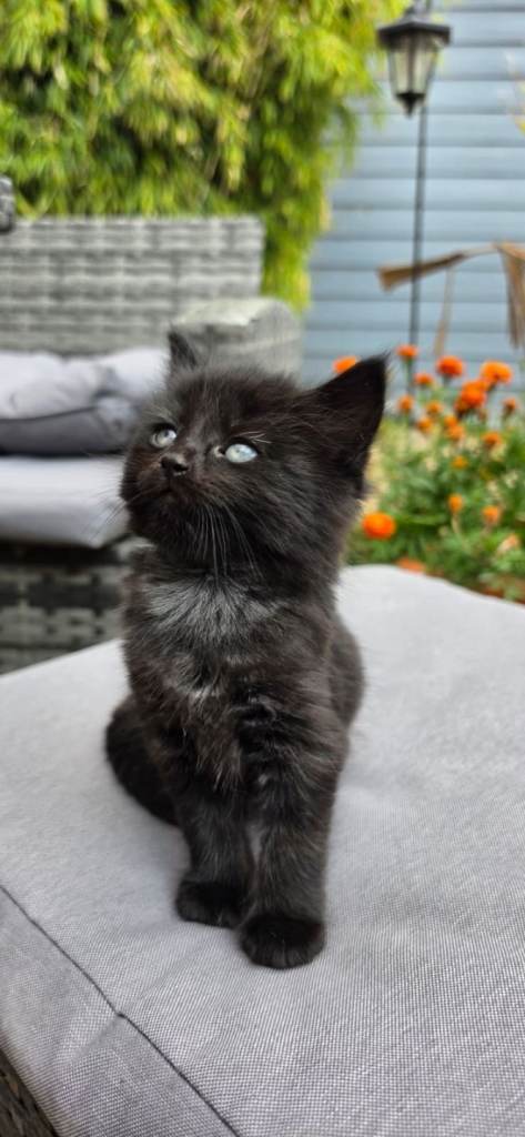 Adorable Kittens 2 boys left