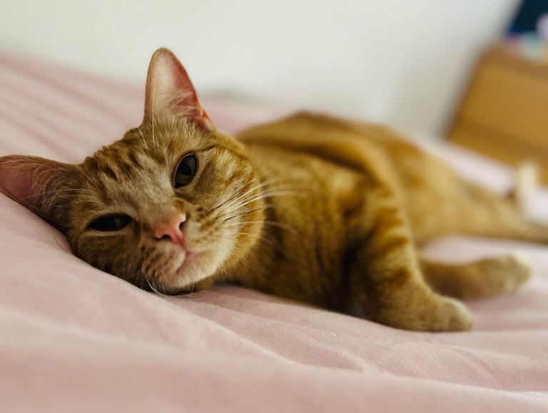 Poppy the ginger cat 