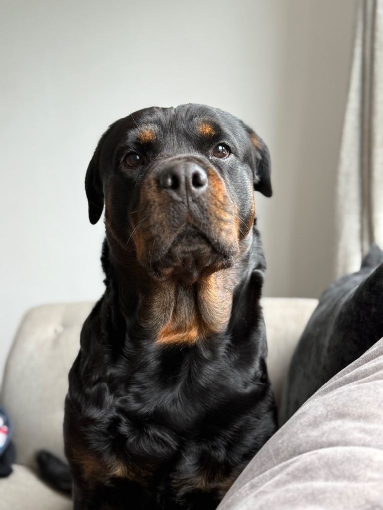 Rottweiler for sale 