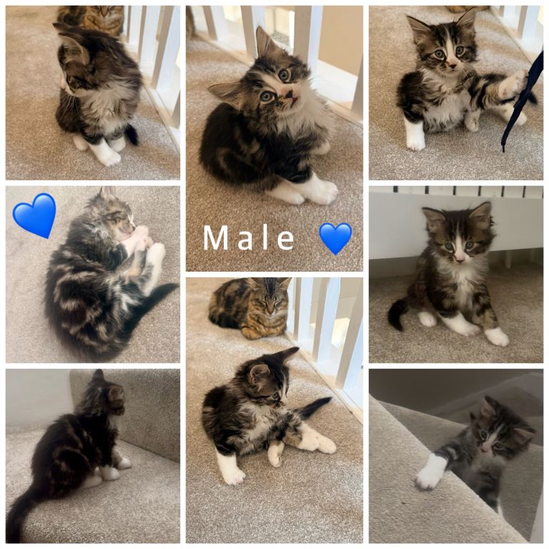 ALL KITTENS RESERVED NOW ✅ 5 fluffy kittens 😻 1 female🩷 4 male💙 £150