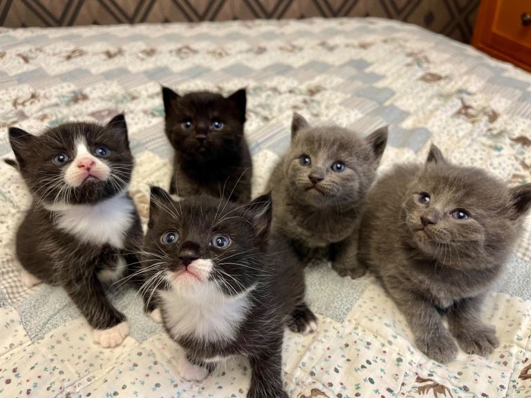 Kittens 
