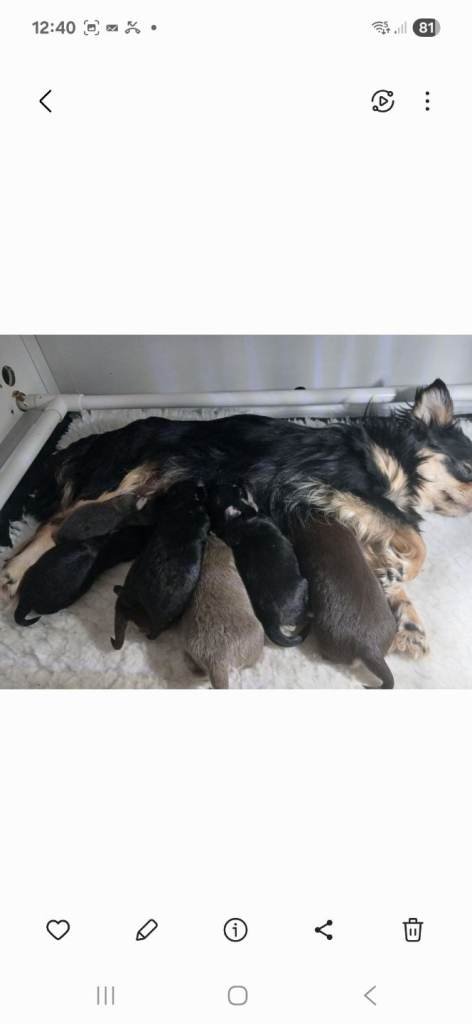 STUNNING LITTER OF KC REGISTERED LONG COAT CHIHUAHUA PUPPIES 