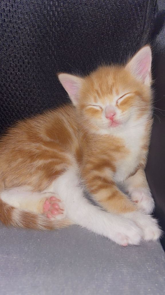 Rehoming my kitten please read 