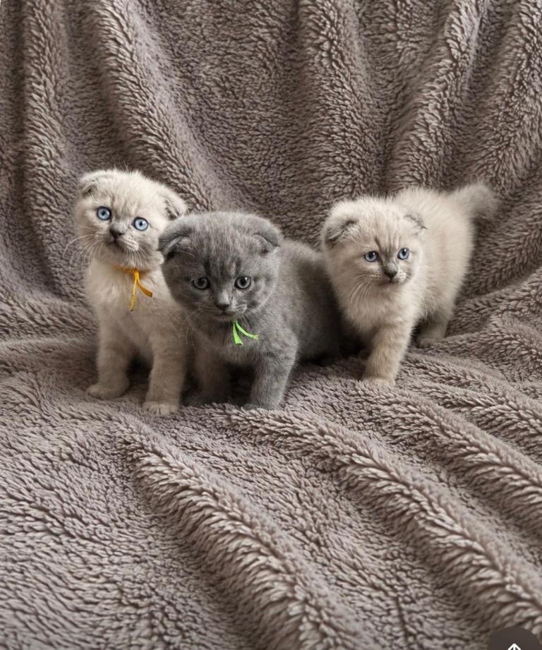 British short hair kittens ready to leave soon 