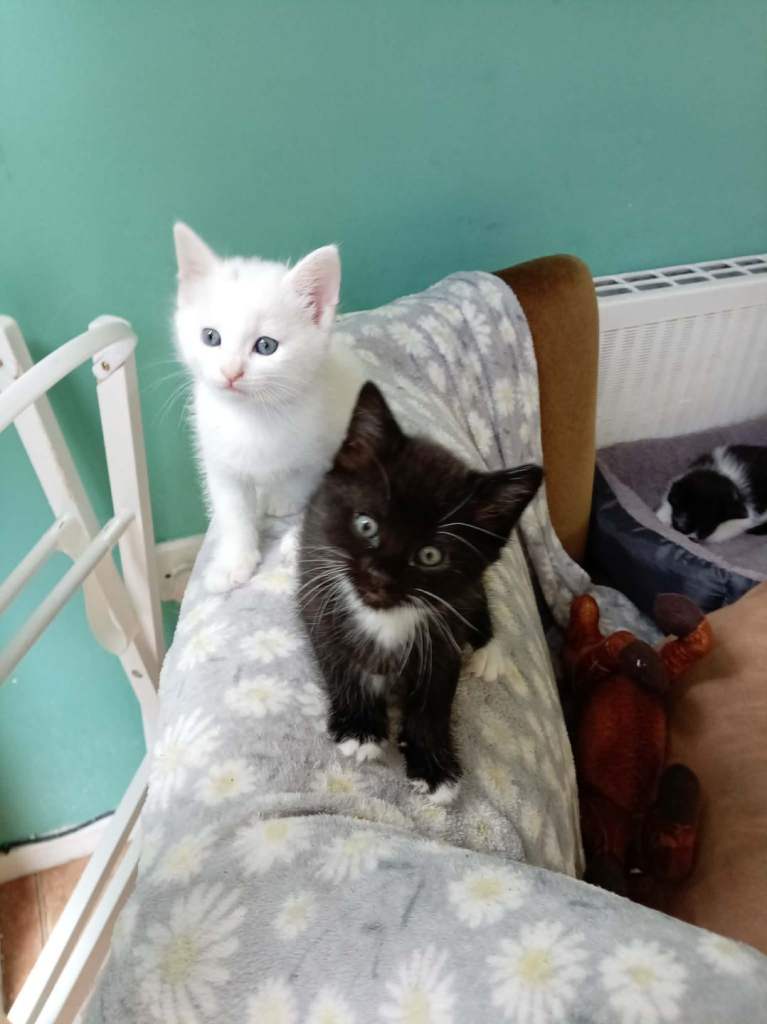Small puffy kittens 