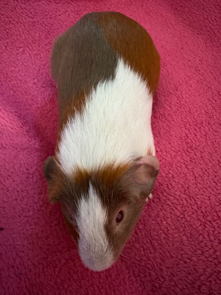 Napoleon patch Tri young boar 