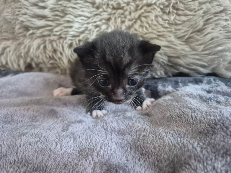 image for Amazing black and white cat